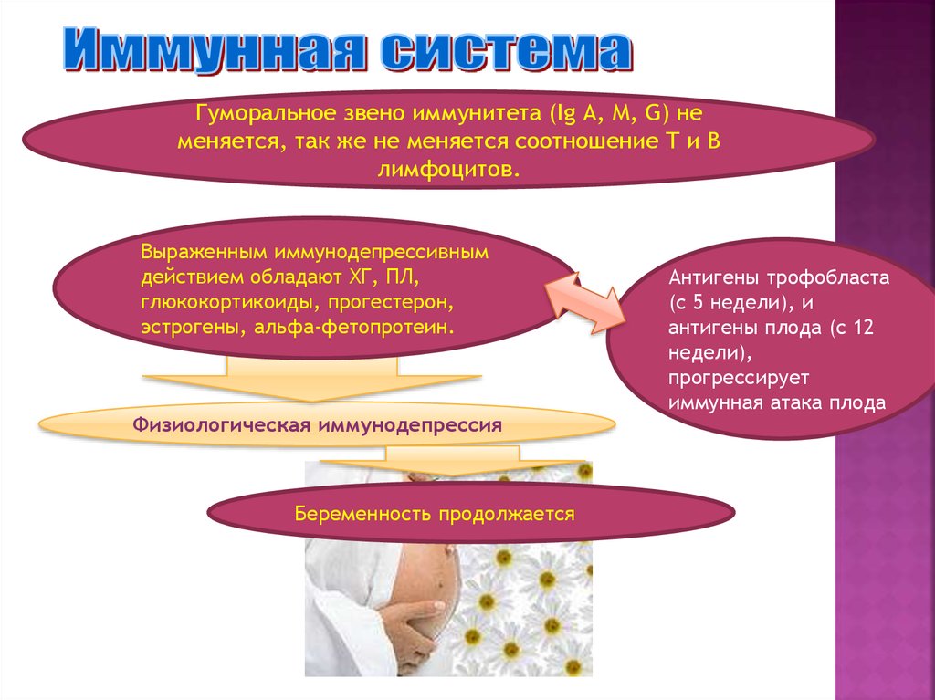 Сальник в организме женщины