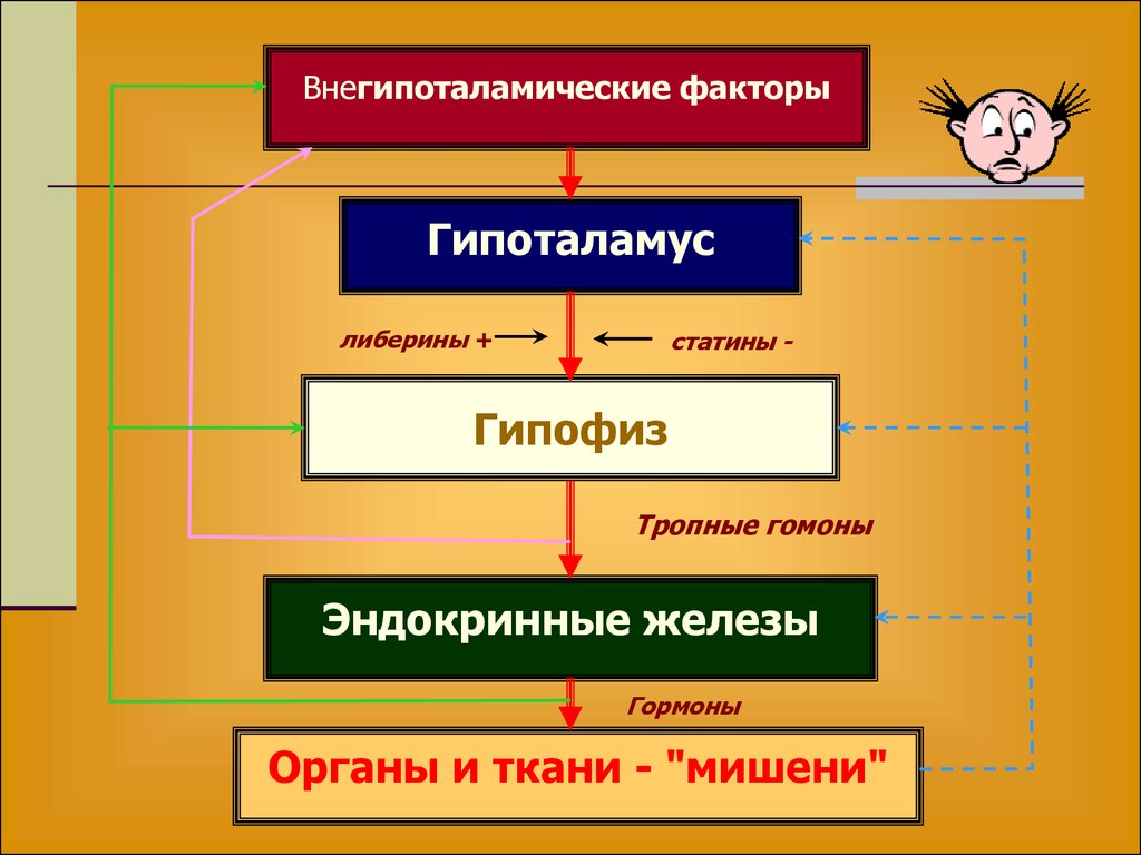 Где Можно Купить Эндокринный Сбор