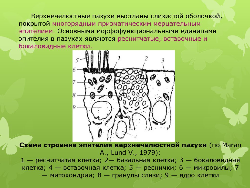 Одонтогенный верхнечелюстной синусит презентация