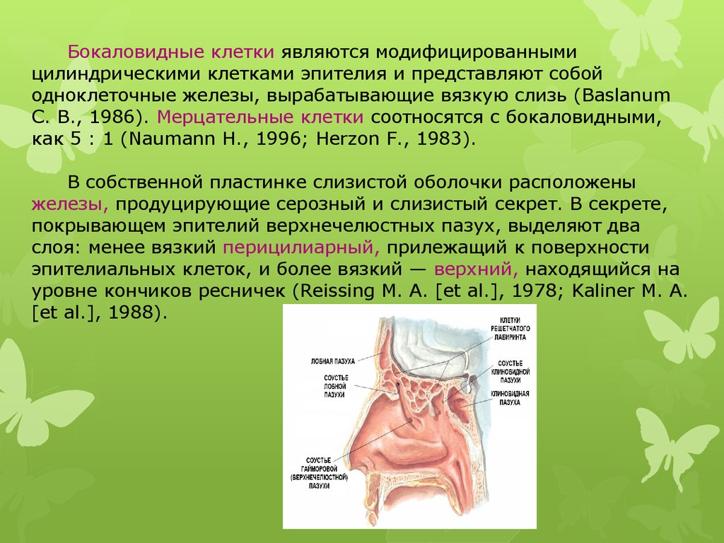 Одонтогенный синусит презентация