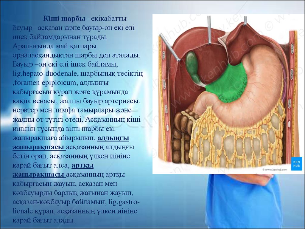 Бауыр циррозы презентация казакша