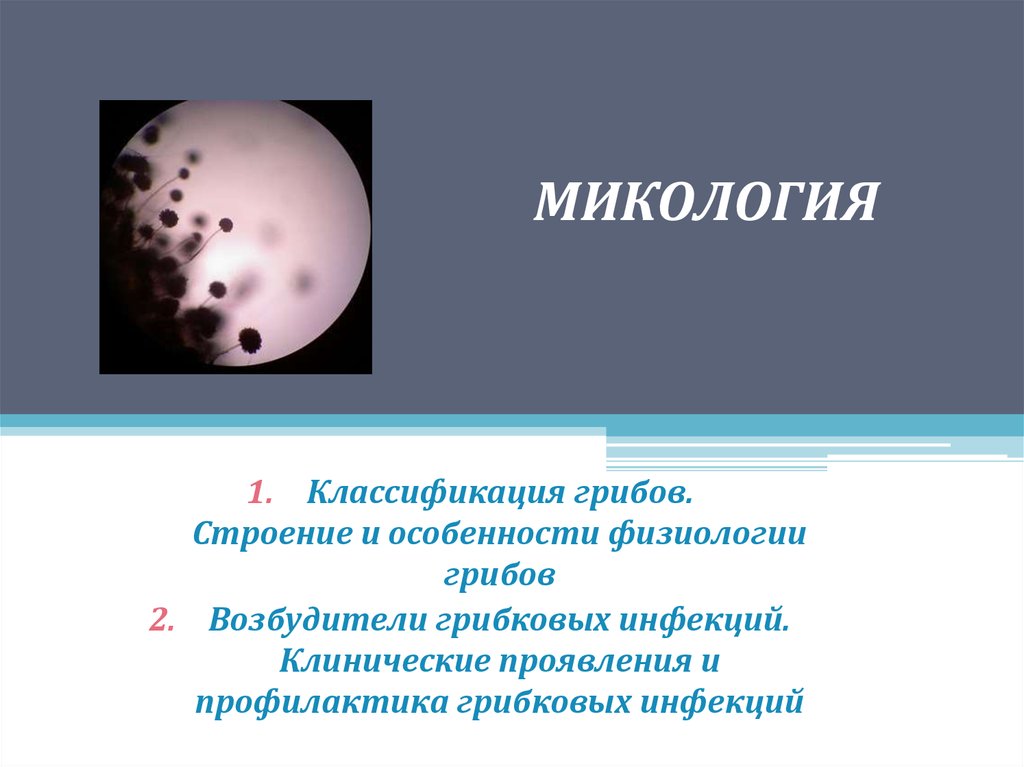 Микология презентация 5 класс