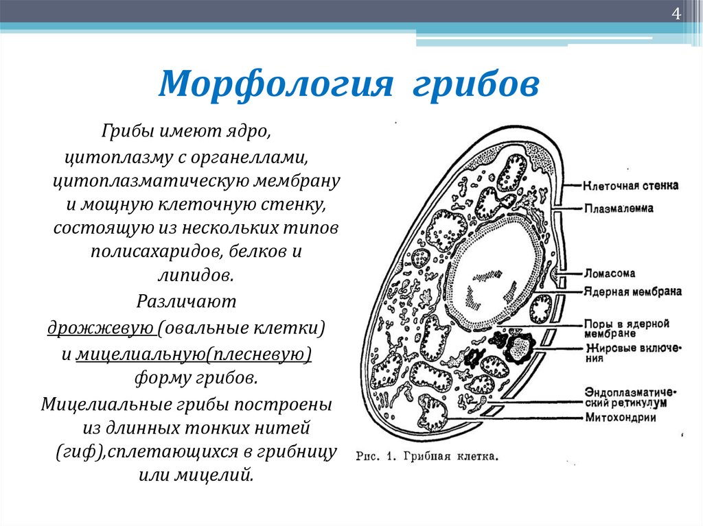 Ядро имеет три ответа. Структура клеток грибов микробиология. Строение клетки гриба микробиология. Строение клетки грибов микробиология. Строение грибной клетки микробиология.