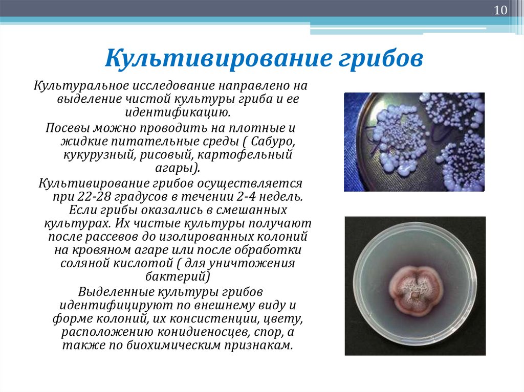 Презентация по микробиологии на тему грибы