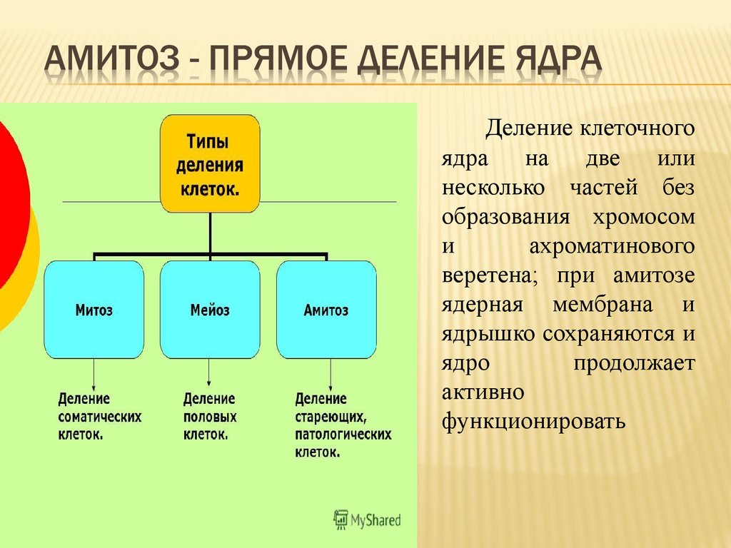 Деление ядра клетки. Амитоз прямое деление клетки. Амитоз или прямое деление. Типы деления клеток амитоз. Амитоз прямое деление ядра.