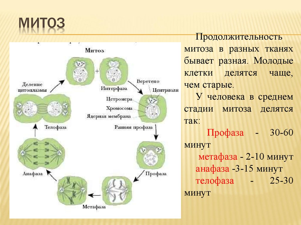 Деление центральной клетки. Митотического деления клетки. Деление клетки стадии деления. Деление ядра и клетки митоз. Клеточное деление митоз.