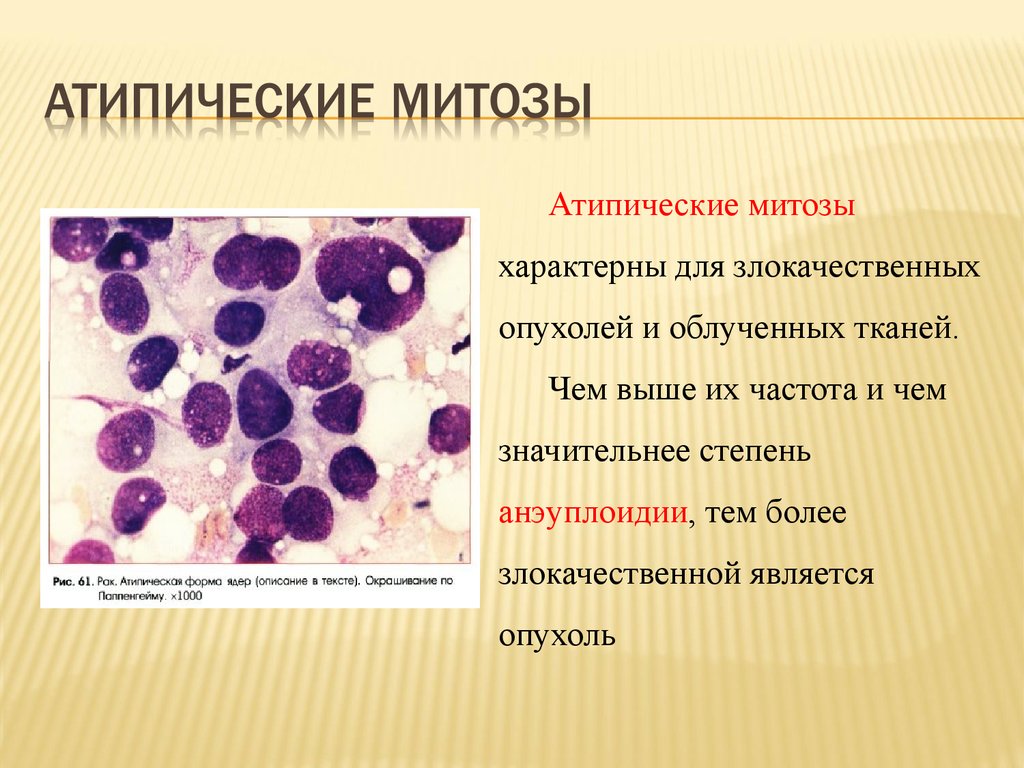 Для клеток характерны. Атипичные клетки характерны для. Атипические митозы. Атипические митозы характерны для. Роль атипических митозов в патологии человека.