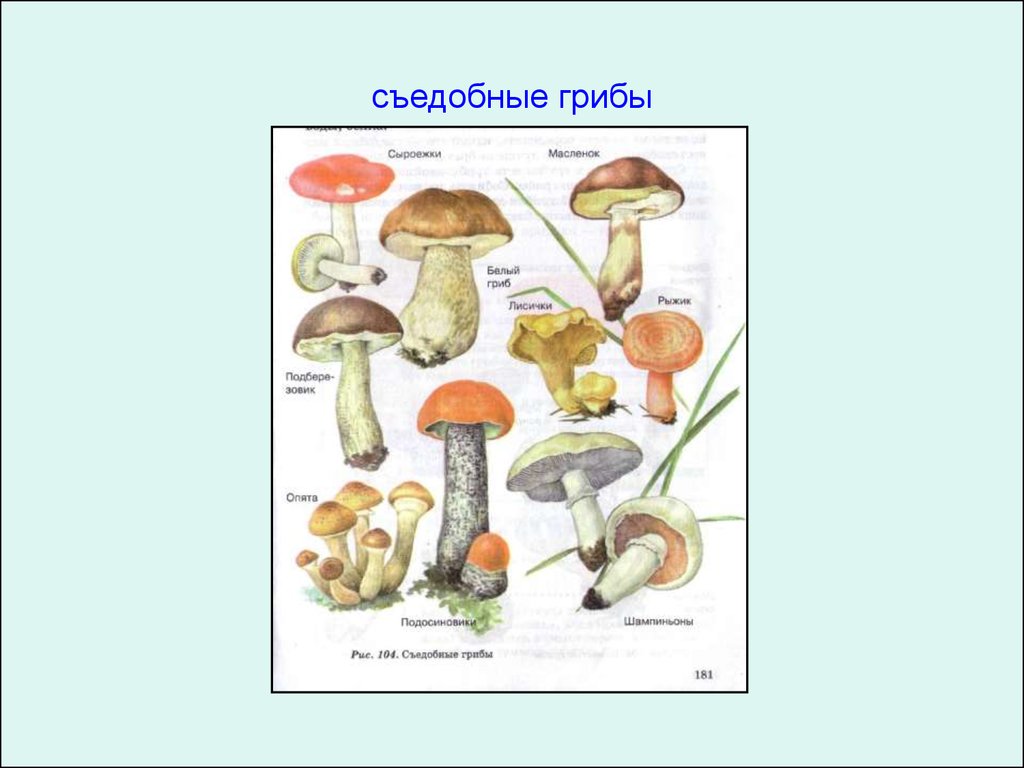 Отметь рисунки на которых представлены съедобные грибы