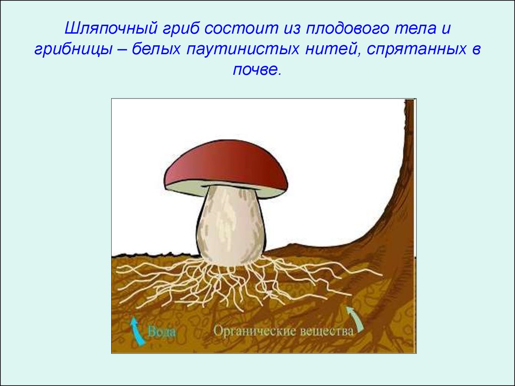 Строение гриба состоит из. Грибы строение шляпочных грибов. Строение шляпочного гриба мицелий. Шляпочные грибы грибница строение. Части шляпочного гриба на рисунке.