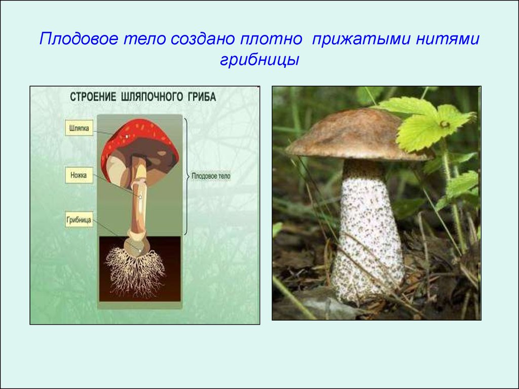 Плодовое тело гриба. Формы плодовых тел грибов. Плодовое тело. Форма плодового тела гриба. Гриб (плодовое тело).