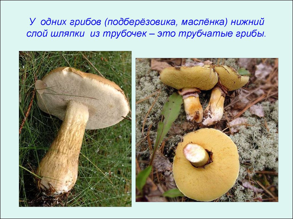 1 трубчатые грибы