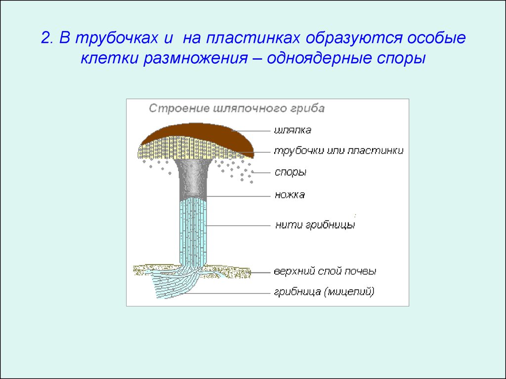 Трубчатое и пластинчатое плодовое тело. Шляпочные грибы строение трубчатые. Грибы строение шляпочных грибов. Строение шляпки шляпочного гриба. Шляпочные грибы строение размножение.