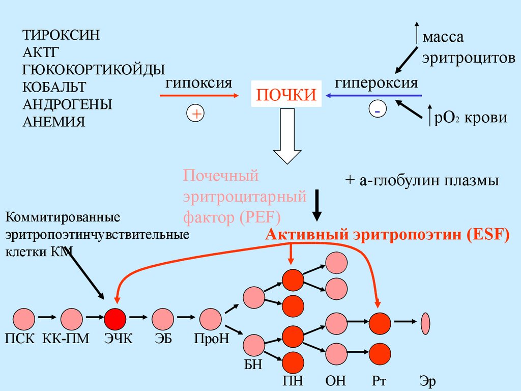 Синтез эритроцитов. Регуляция тироксина в крови. АКТГ схема действия. Синтез эритропоэтина биохимия. Синтез АКТГ.