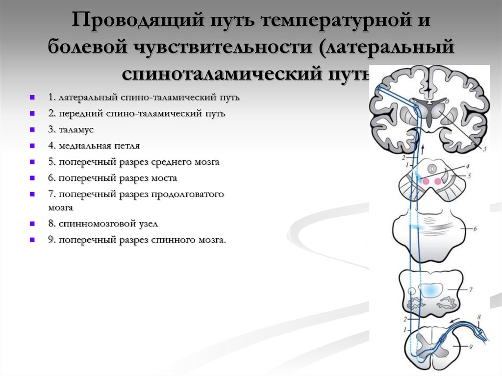 Чувствительность неврология презентация