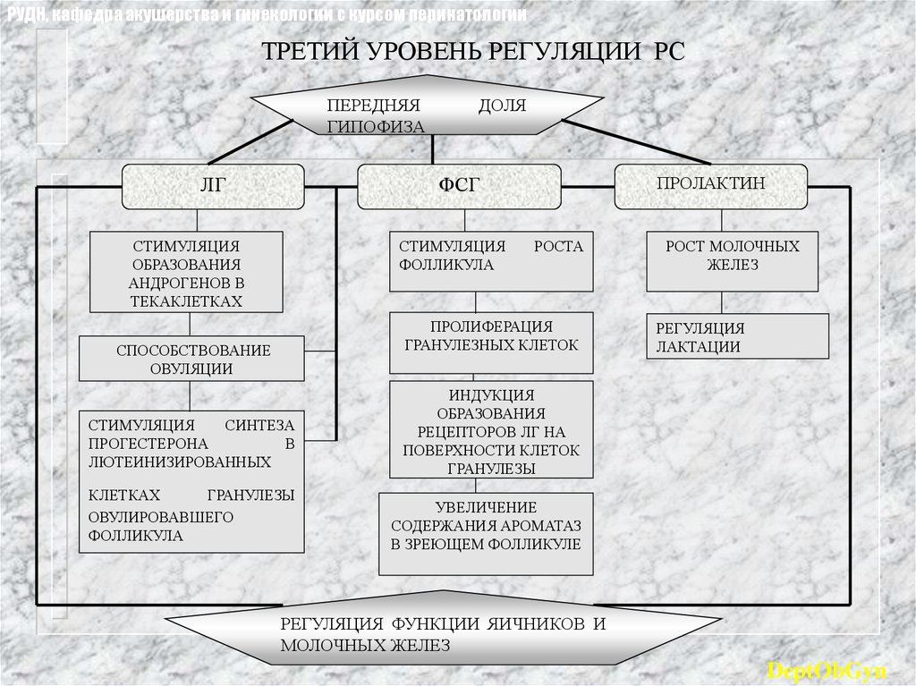 Уровни регуляции. Третий уровень регуляции РС. Пять уровней регуляции.. Уровни регуляции МЦ.