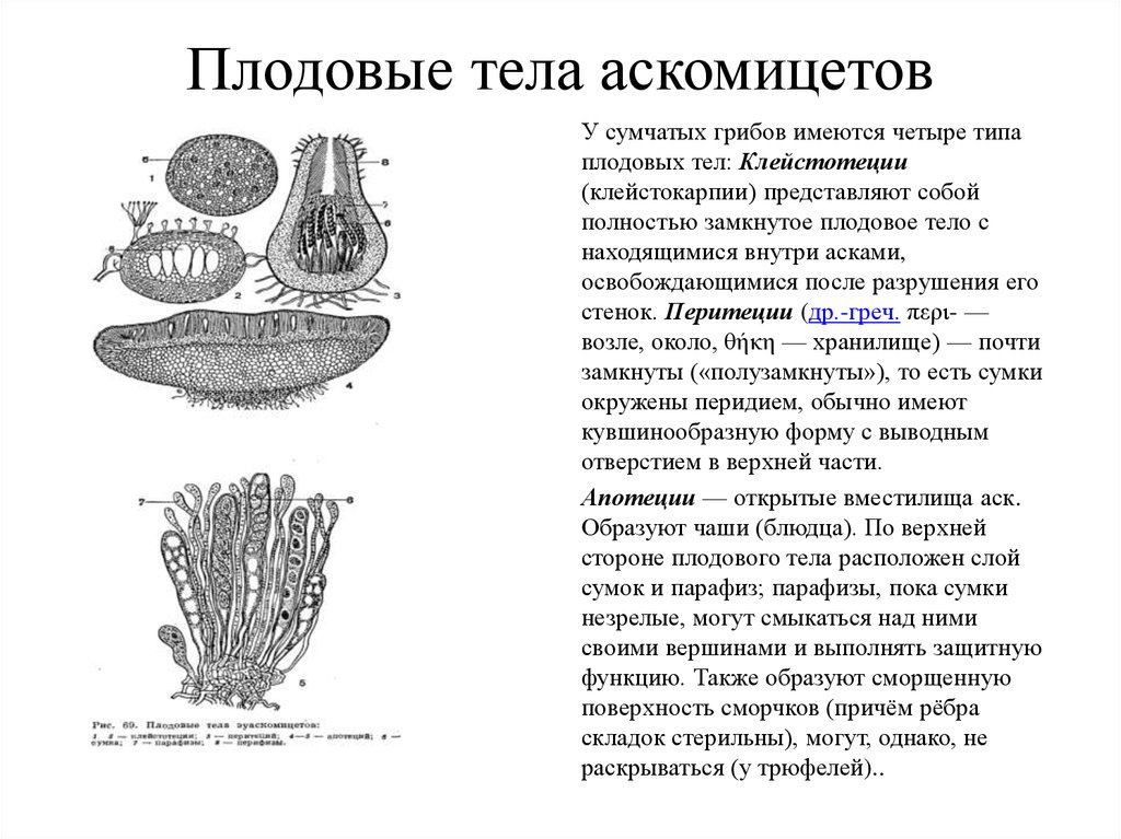 Плодовые грибы. Типы плодовых тел аскомицетов. Строение плодовых тел аскомицетов. Типы плодовых тел аскомикот. Плодовое тело грибов клейстотеций.