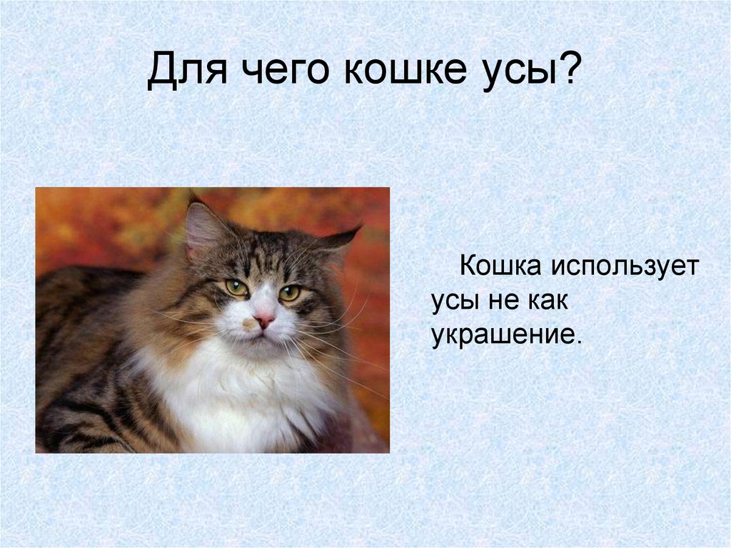 Интересное о кошках. Интересные кошки. Информация о кошках. Самые интересные факты о кошках. Кошки интересные факты о кошках.