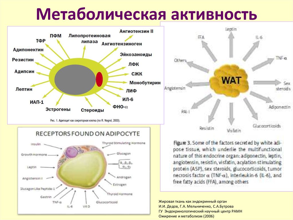 Диффузная активность. Метаболичекаяактивность что это. Метаболическая активность что это. Повышение метаболической активности что это. Метаболическая активность ткани.