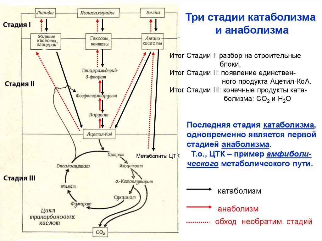 3 стадии обмена веществ