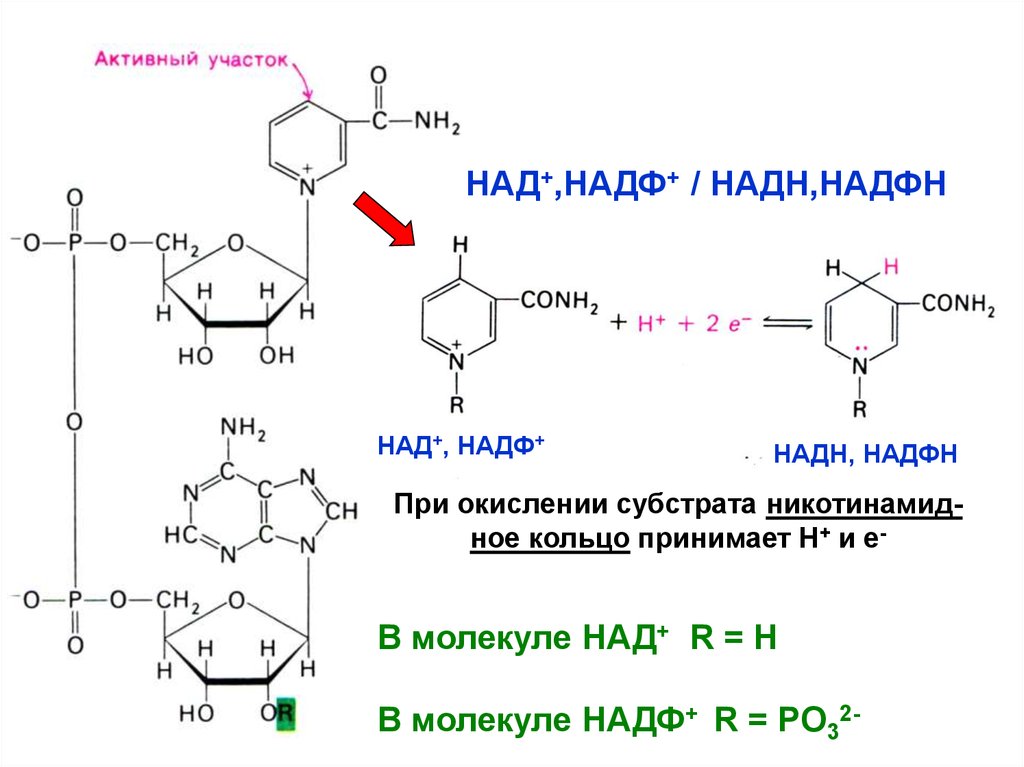 Реакция над. Над+ НАДН. Над НАДФ строение биохимия. НАДФ структурная формула. Над и НАДФ структурная формула.