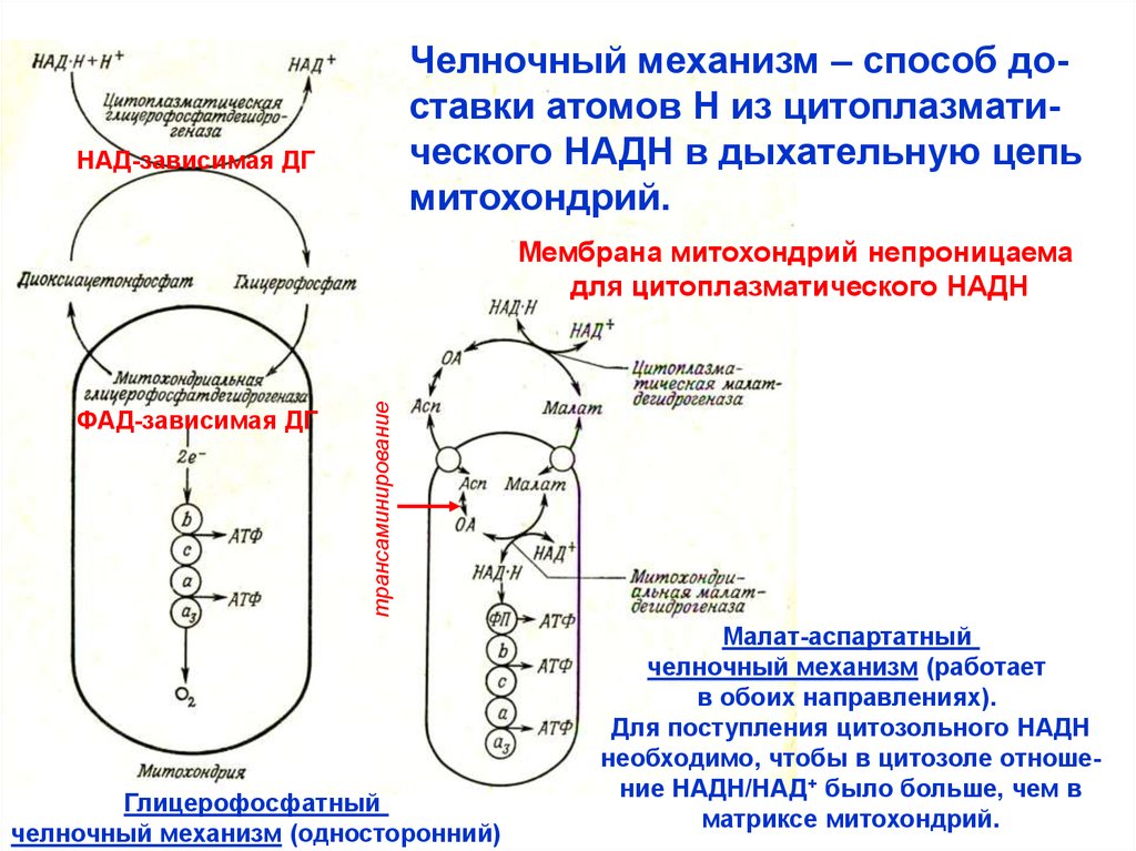 Способ механизм. Глицерол 3 фосфатный челночный механизм. Малат аспартатный и глицерофосфатный челночный механизм. Малат-аспартатный челночный механизм включает. Малат аспартатный челнок биохимия.