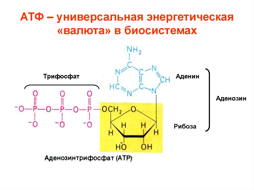 Каким номером на рисунке обозначена молекула атф