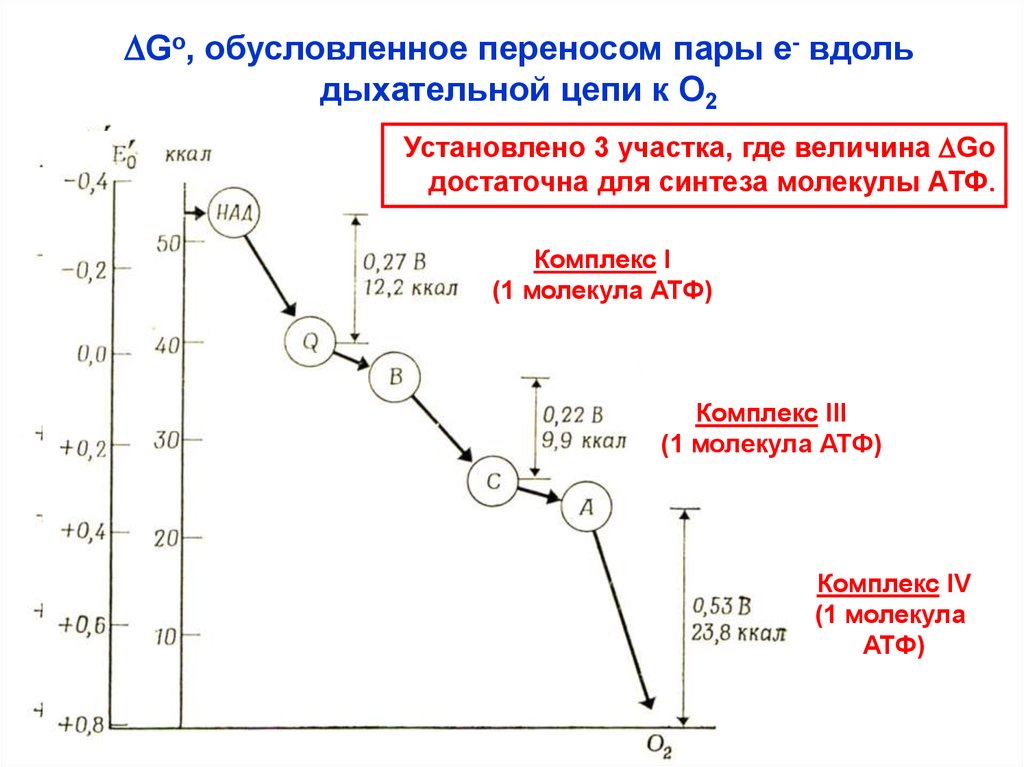 Перенос пара. Второй закон биоэнергетики. Биоэнергетика дыхательной цепи. Законы биоэнергетики биохимия. Принципы биоэнергетики метаболических процессов.