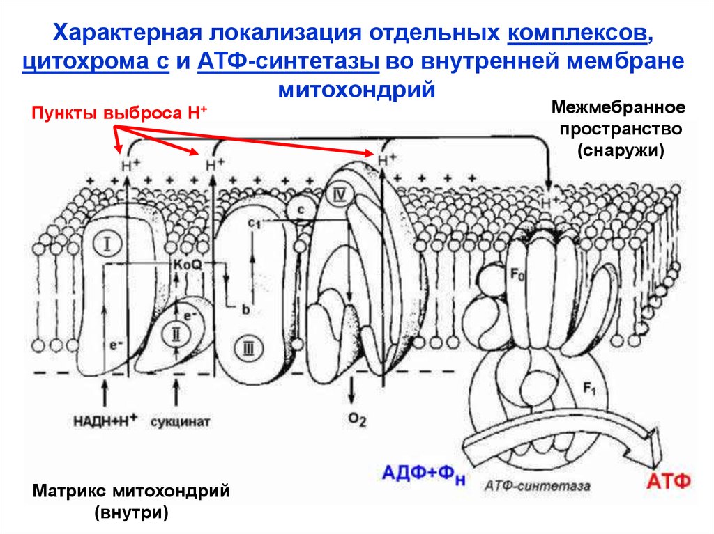 Внутренняя мембрана клетки. АТФ синтаза митохондрий. Расположение АТФ синтетазы во внутренней мембране. Схема митохондрия мембрана и Матрикс внутренняя. Матрикс митохондрий.