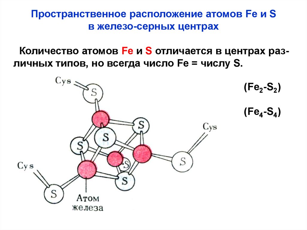 Расположение атомов. Изобразите пространственную структуру железо-серного кластера.. Пространственное расположение атомов. Расположение атомов в молекуле. Пространственное расположение атомов в молекулах.