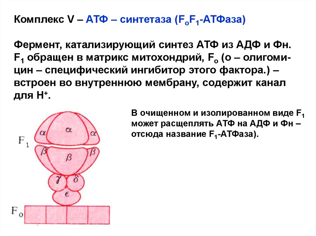Строение атф синтазы. F1 комплекс АТФ синтазы. АТФ-синтетаза это фермент который. Строение АТФ азы. Принцип работы АТФ синтетазы.