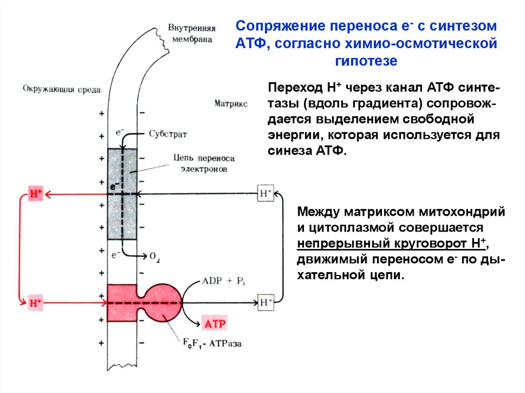 Необходима для синтеза атф. Сопряженный Синтез АТФ это. Баланс между синтезом АТФ И транспортом электронов. Сопряжение АТФ. Реакции сопряжённые с синтезом АТФ.