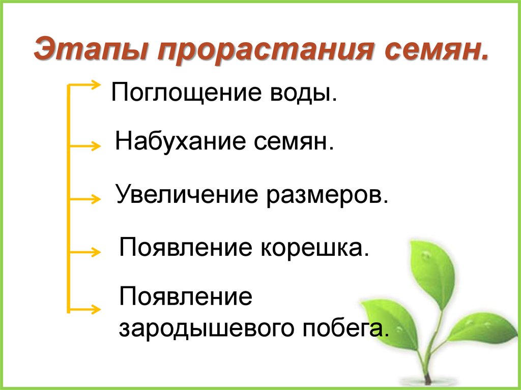 Установите последовательность этапов выращивания растения. Условия прорастания семян. Стадии развития проростка. Первый этап прорастания семени. Этапы прорастания растения.