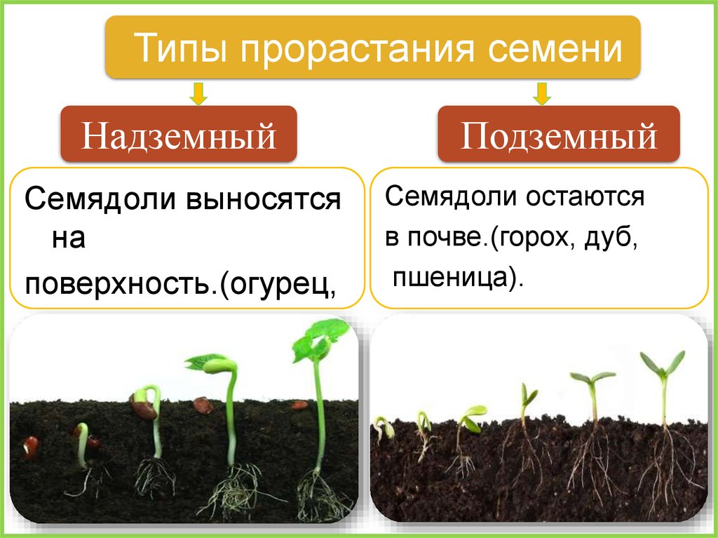 Презентация рост и развитие растений 6 класс. Подземный Тип прорастания семени. Типы прорастания семян. Надземное и подземное прорастание семян. ИИП прорастания семени.