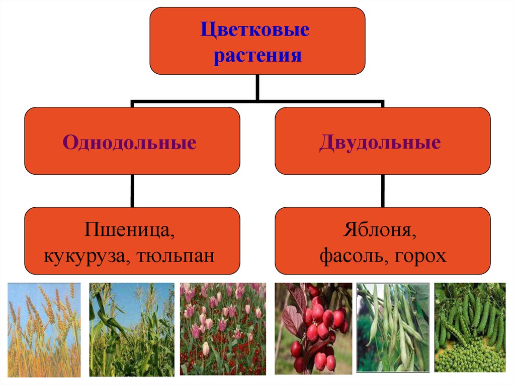 К двудольным относятся следующие растения. Пшеница однодольное или двудольное. Пшеница однодольное или двудольное растение. Однодольные Однодольные. Семя кукурузы однодольное или двудольное биология.