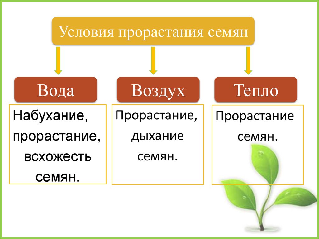 Строение и состав семян презентация 6 класс