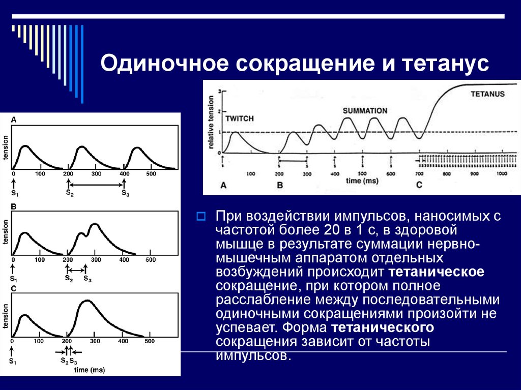 Одиночное сокращение