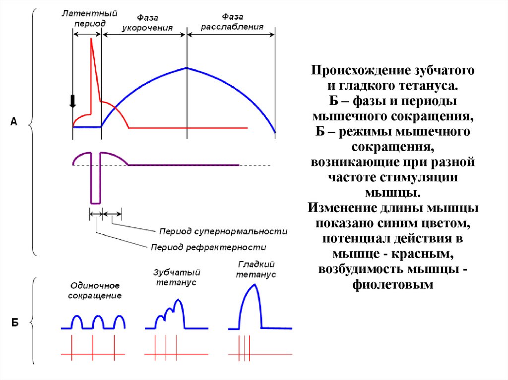 Прибор для записи графического изображения мышечных сокращений