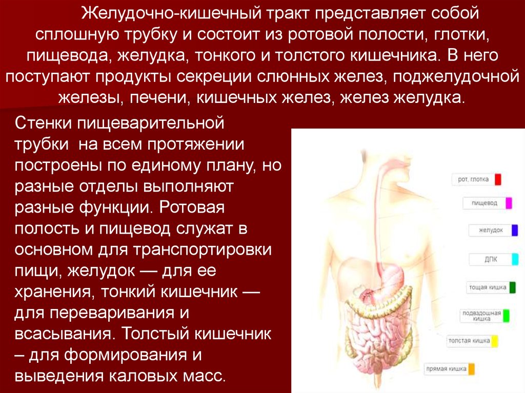 Рот пищевод желудок кишечник. Пищеварительная система желудок. Физиология пищеварительной системы. Железы желудочно кишечного тракта. Желудочно кишечный тракт.