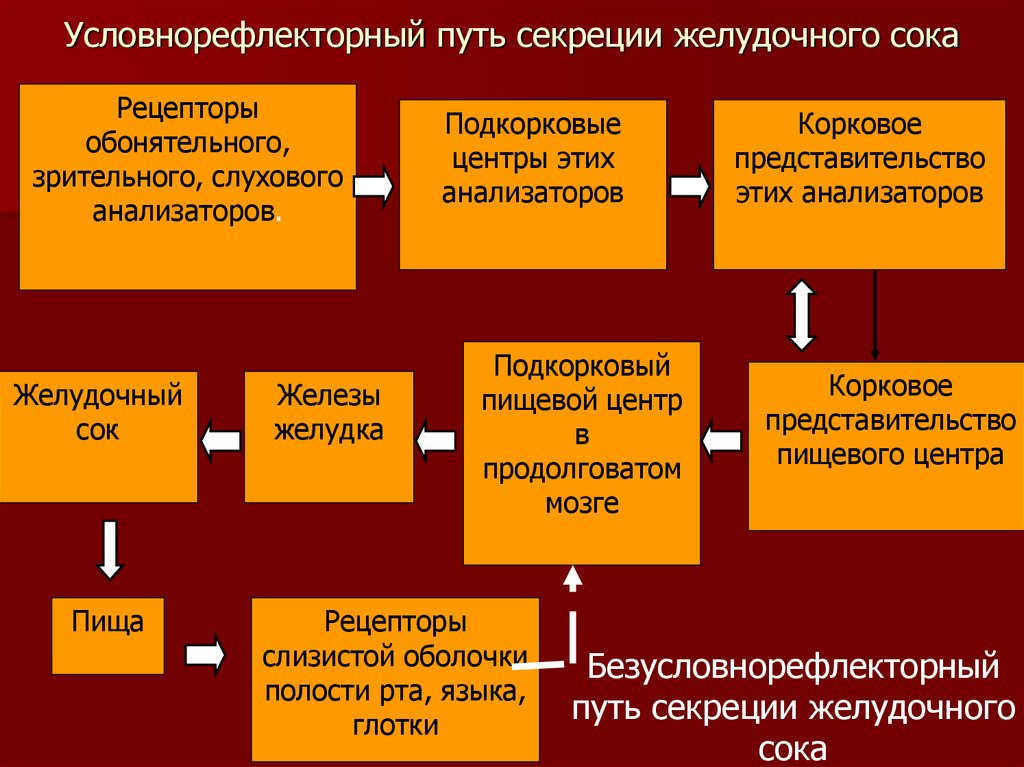 Рефлекторное желудка. Условно рефлекторный путь секреции желудочного. Первая фаза секреции условно-рефлекторная,. Рефлекторные пути желудочного сока. Условно рефлекторные фазы сокоотделения желудка.