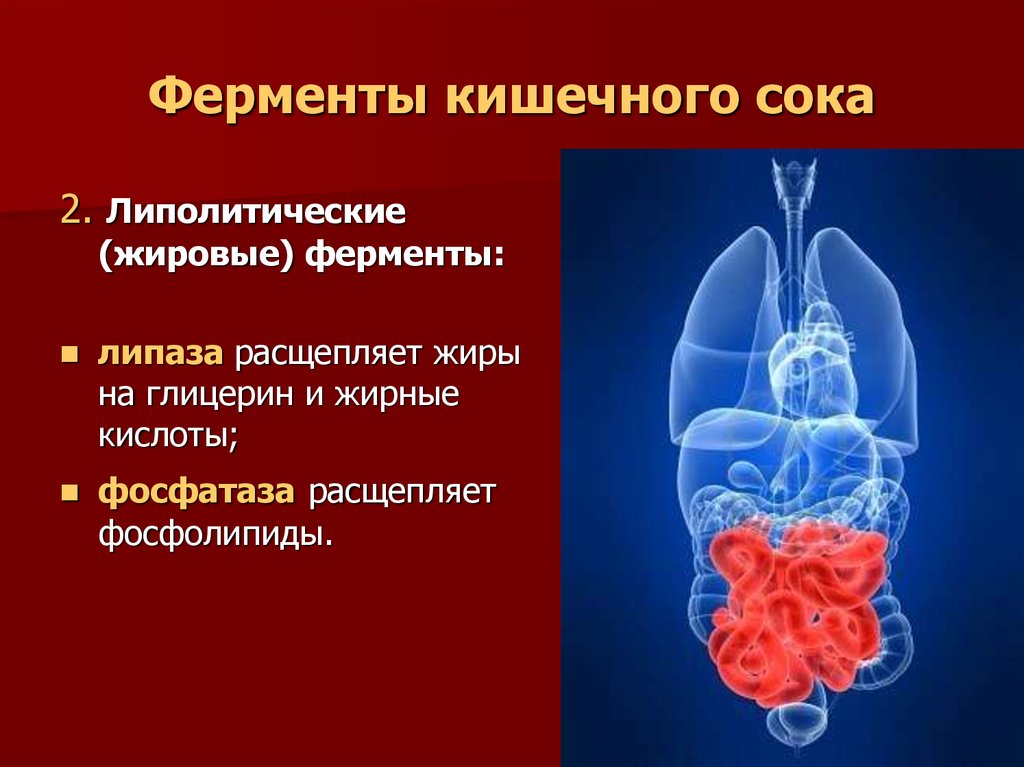 Состав ферментов желудочного