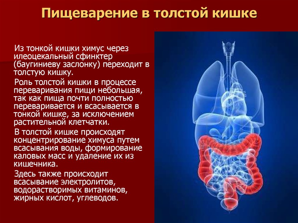 Пищеварение в кишке. Пищеварение в толстом кишечнике. Процессы пищеварения в тонком кишечнике. Пищеварение в толстом кишечнике человека. Пищеварение в кишечнике кратко.