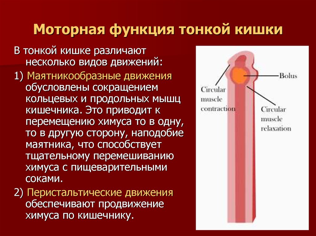 Моторная функция тонкого кишечника