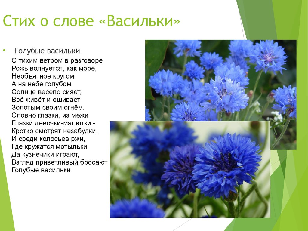 Голубой стихи текст. Васильки. Стих про Василек. Стих о васильке. Стихи про васильки.