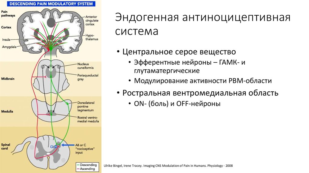 Антиноцицептивная система презентация