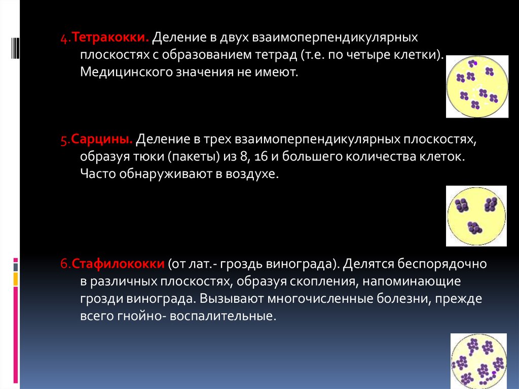 Делении имеющем. Тетракокки. Тетракокки заболевания. Тетракокки вызывают заболевания. Тетракокки микробиология.