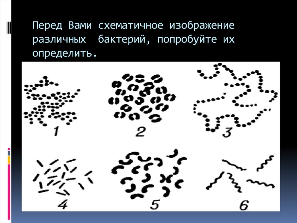 Бактерия диплококки рисунок