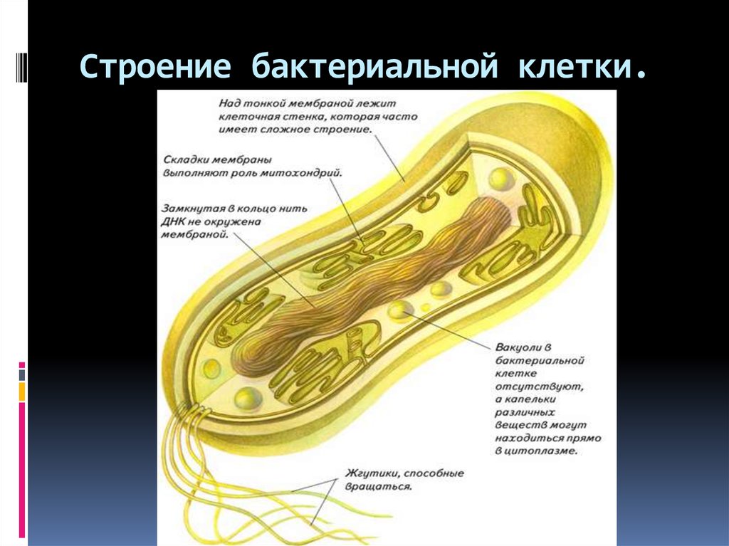 Строение клетки бактерии. Строение клетки бактерий микробиология. Органоиды бактериальной клетки микробиология. Схема бактериальной клетки микробиология. Схема строения бактериальной клетки микробиология.