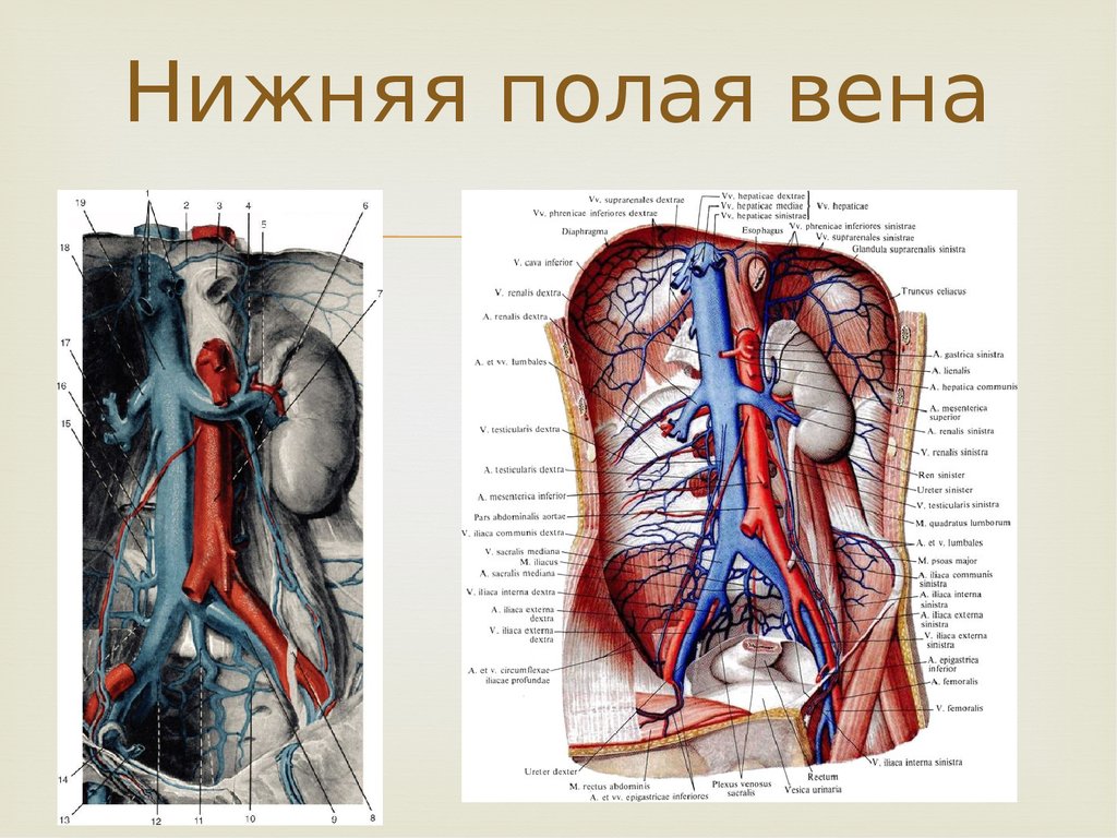 Клапаны нижней полой вены. Анатомия человека нижняя полая Вена. Вены анатомия верхняя полая Вена. Нижняя полая Вена в брюшной полости. Нижняя полая Вена анатомия ее топография.