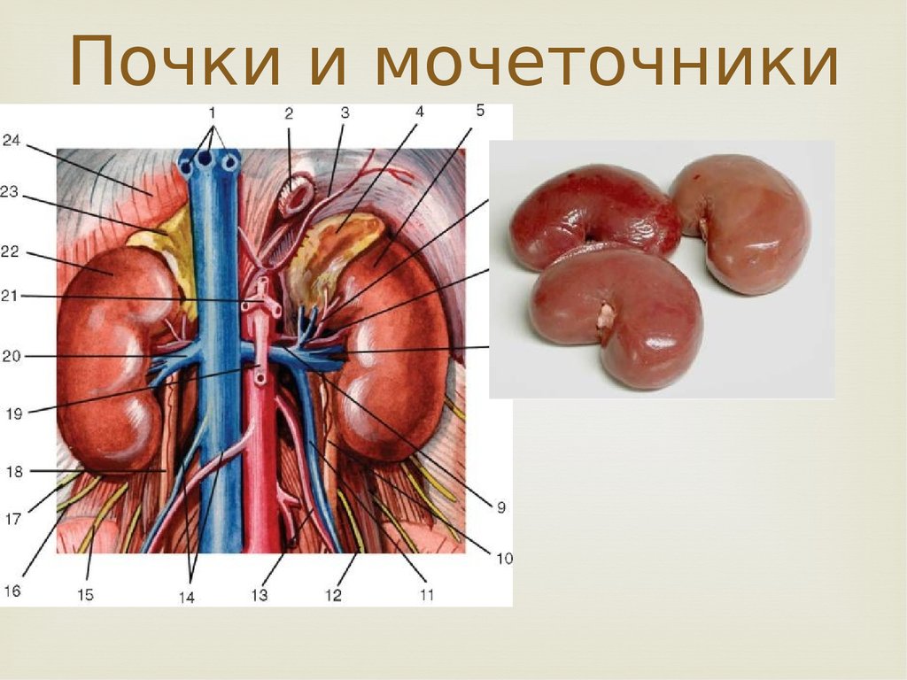 Презентация забрюшинное пространство