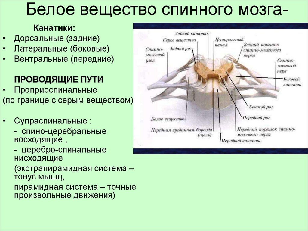 Белое вещество спинного мозга